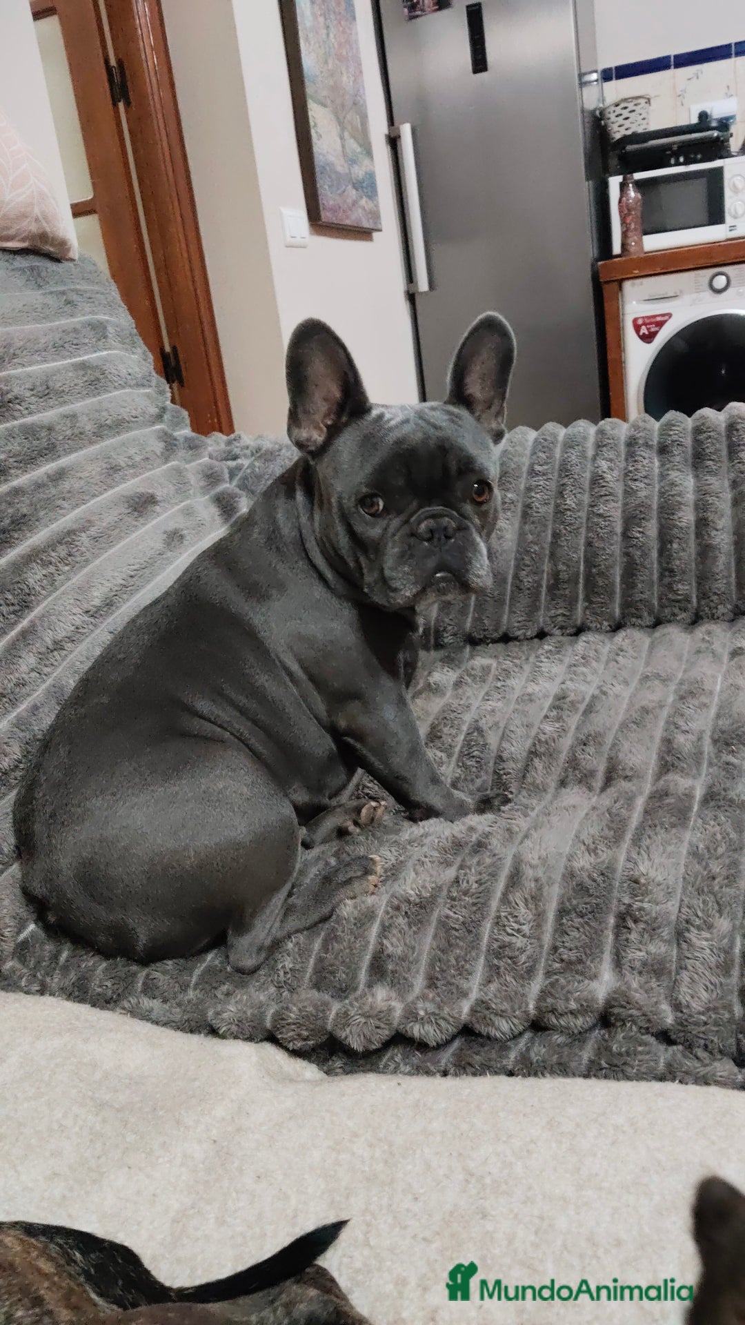 Bulldog Francés perros en venta: Bulldog francés Hembra negrita espectacular  - Anuncio 1