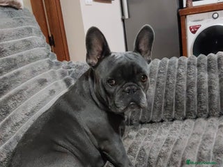 Bulldog Francés perros Bulldog francés Hembra negrita espectacular - Anuncio 3