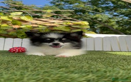 Pomerania perros en venta: POMERANIA HEMBRA - Imagen 6