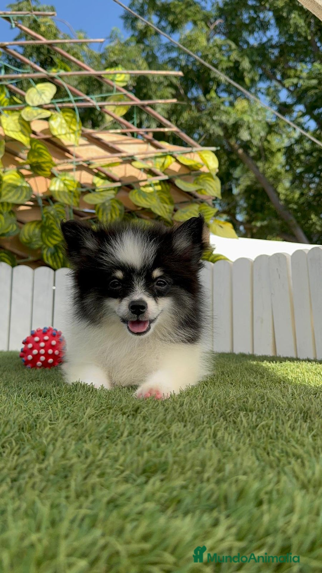 Pomerania perros en venta: POMERANIA HEMBRA - Imagen 6