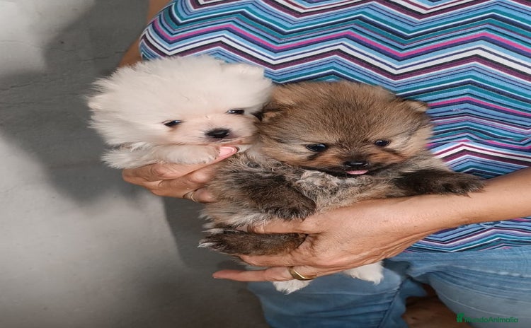 Pomerania perros - Anuncio 7