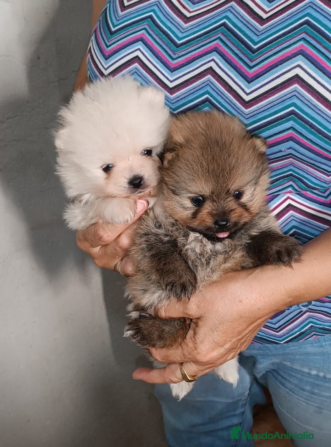 Pomerania perros en venta: POMERANIAS CHIQUITINES DESDE 800 €  - Imagen 1