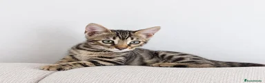 Bengalí 3