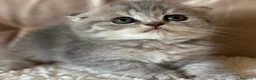 Scottish Fold gatos en venta: Scottish Fold - Anuncio 3