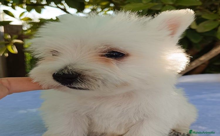 West Highland White Terrier perros - Propaganda 1