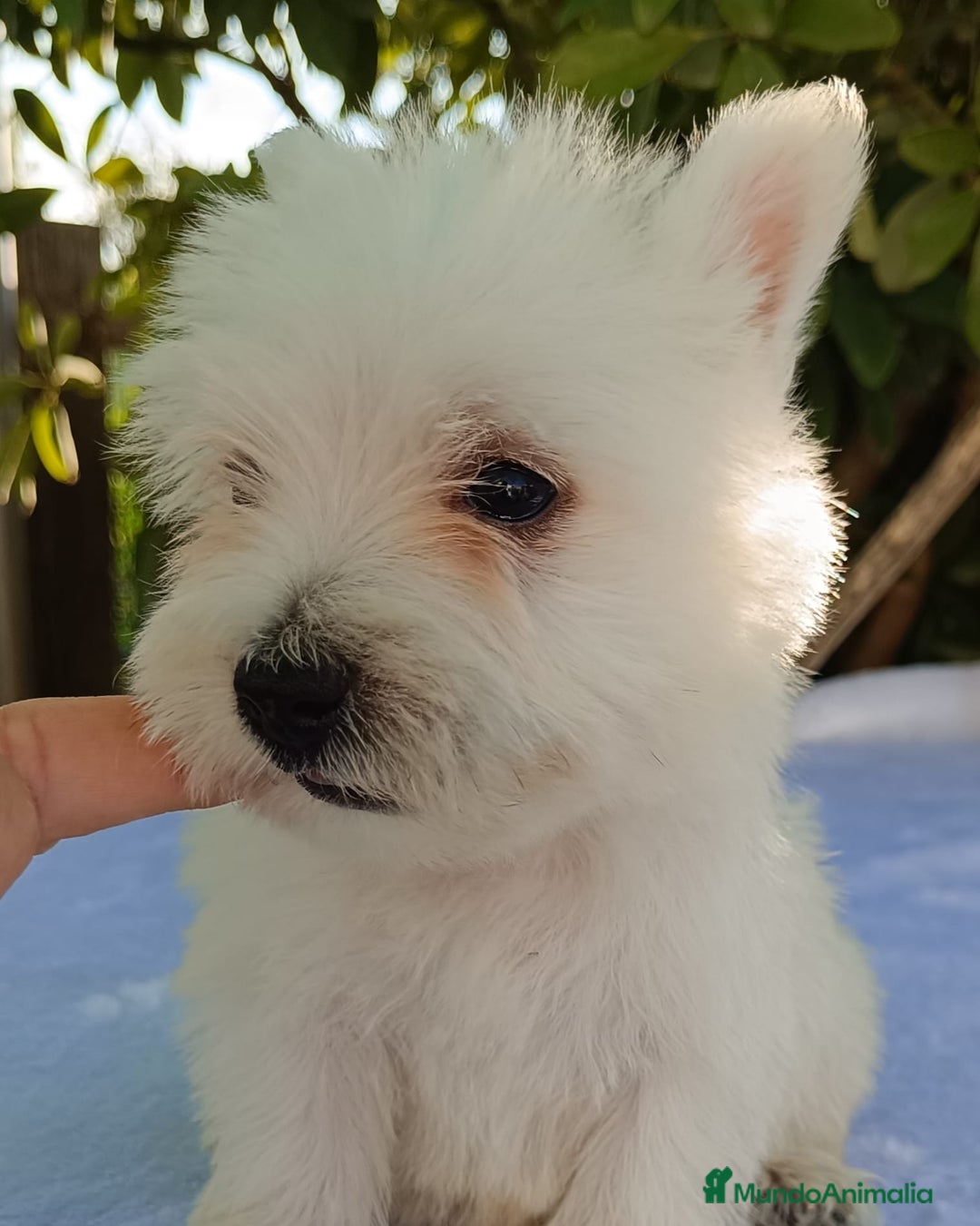 West Highland White Terrier perros en venta: Westy - Imagen 1