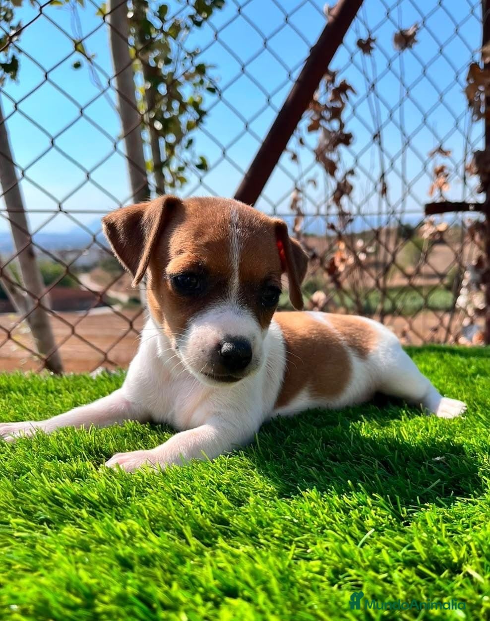 Jack Russell Terrier perros Jack russell🐾 - Anuncio 1