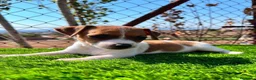 Jack Russell Terrier perros en venta: Jack russell🐾 - Anuncio 1