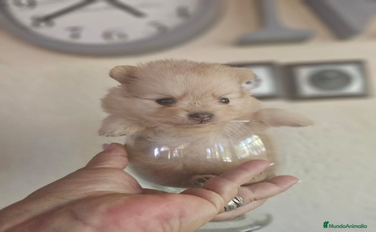 Pomerania perros - Anuncio 1