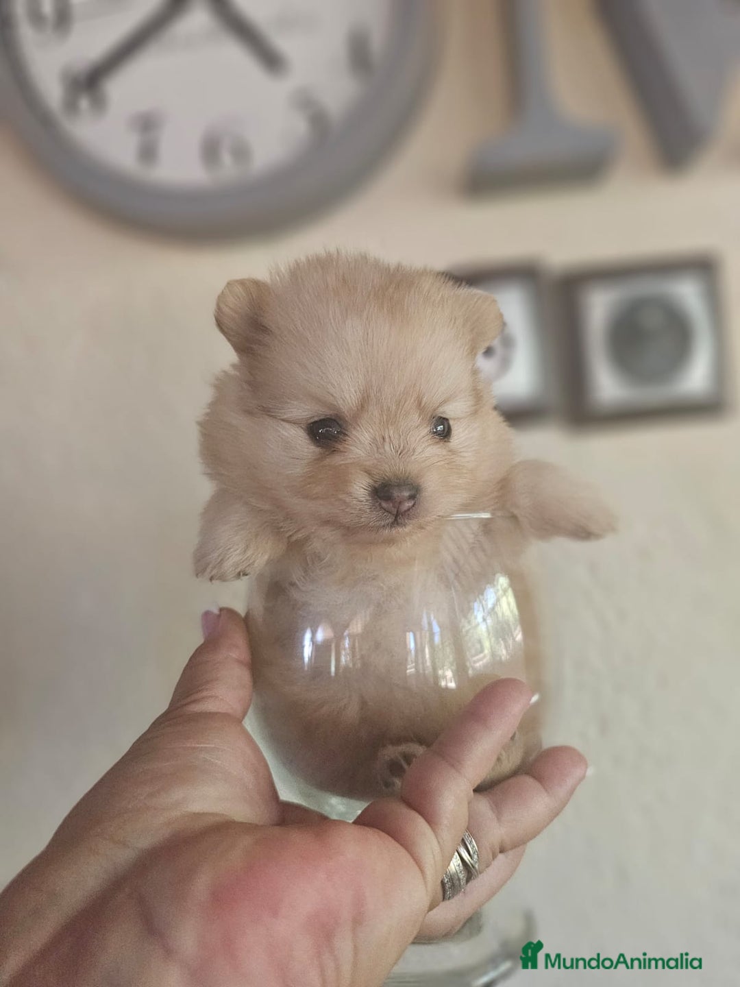 Pomerania perros en venta: CAMADA DE POMERANIA  - Imagen 1