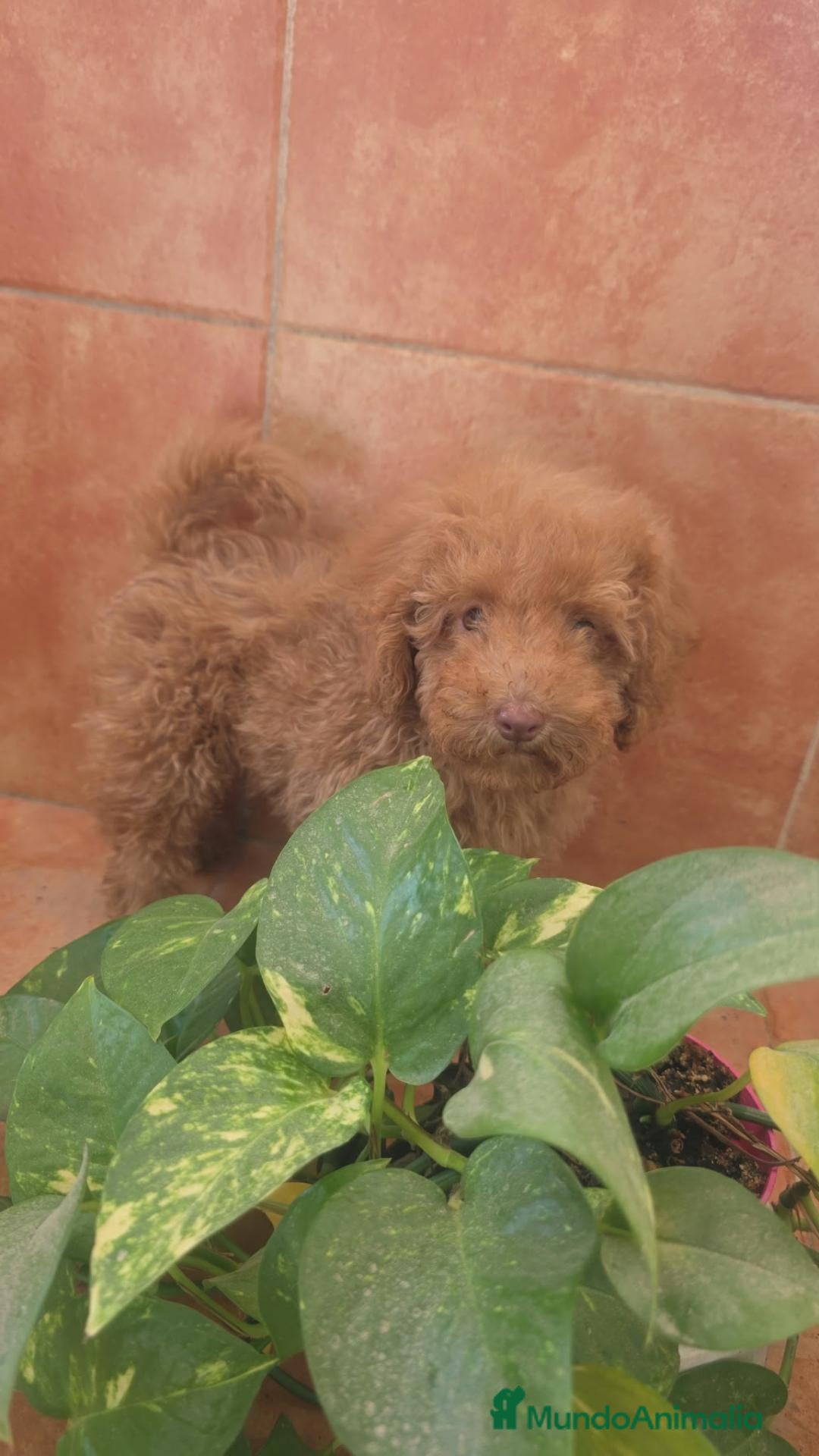 Caniche Toy perros Caniche Toy - Anuncio 2