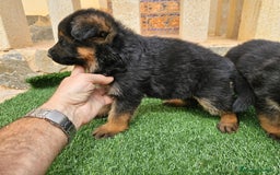 Pastor Alemán perros en venta: Espectaculares pastores alemanes  - Imagen 3