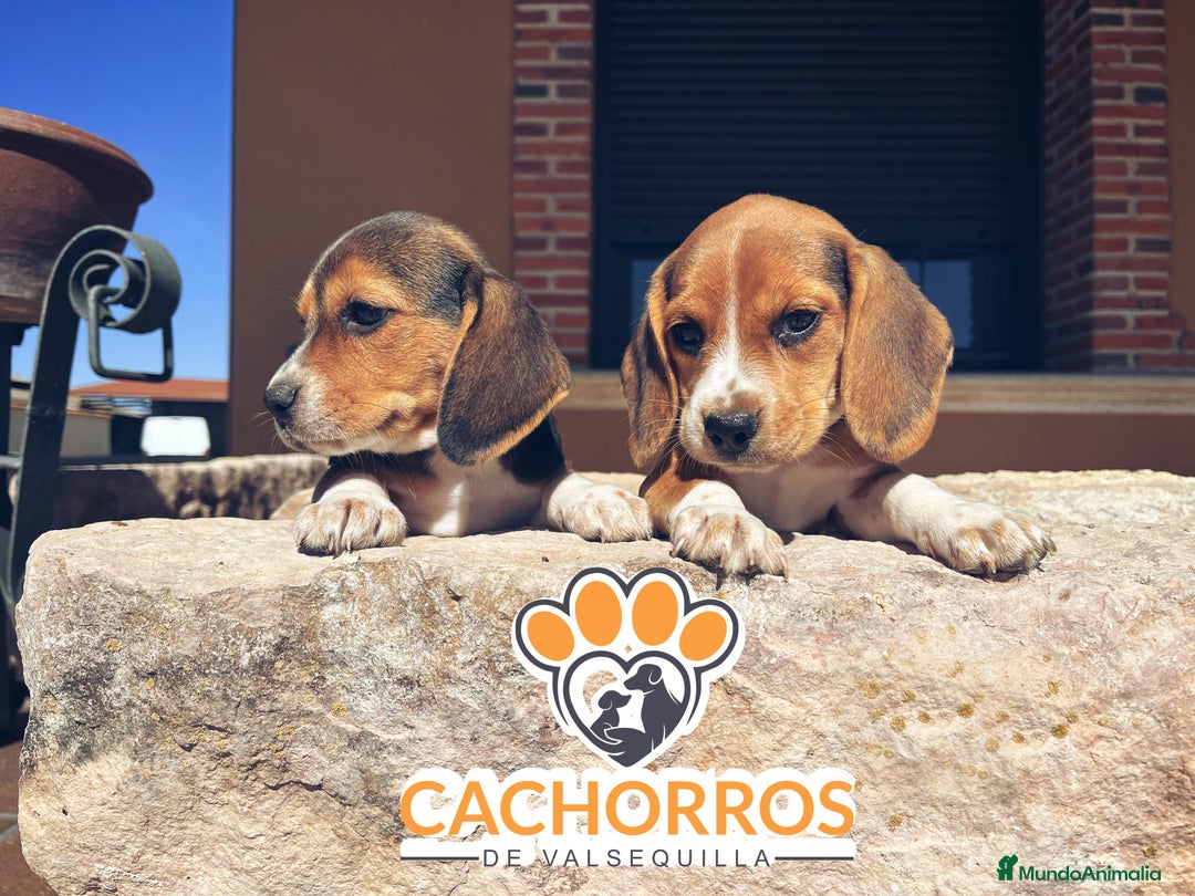 Beagle perros en venta: Beagle - Imagen 3
