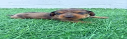 Teckel Miniatura perros en venta: Teckel Miniatura - Anuncio 23