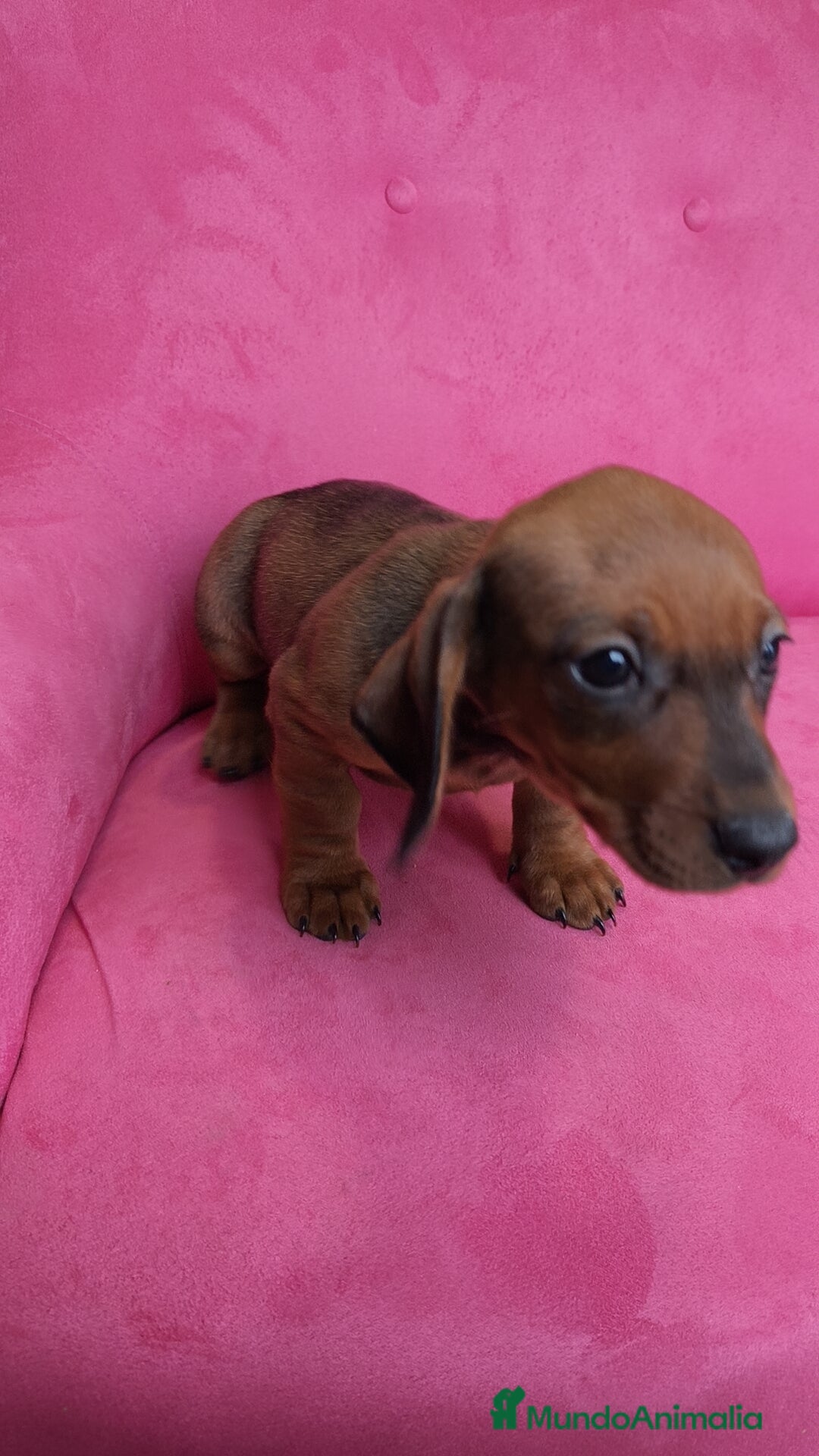 Teckel Miniatura perros en venta: Teckel mini - Anuncio 1