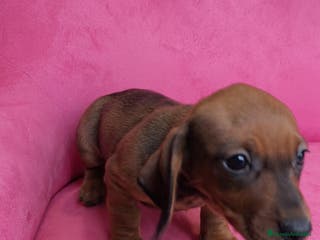 Teckel Miniatura perros Teckel mini - Anuncio 10