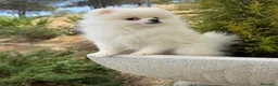 Pomerania perros en venta: Pomerania toy hembra fotos reales y actuales!! - Anuncio 1
