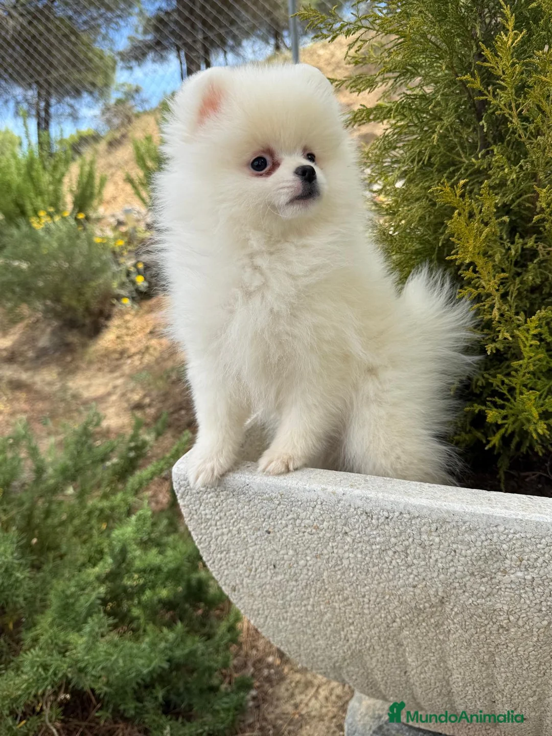 Pomerania perros en venta: Pomerania toy hembra fotos reales y actuales!! - Anuncio 1