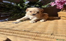 Maltipoo perros en venta: Maltipoo hembra Toy  - Imagen 4