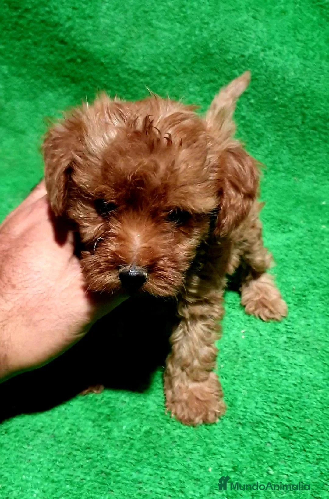 Caniche Enano perros en venta: Caniche Toy - Anuncio 2