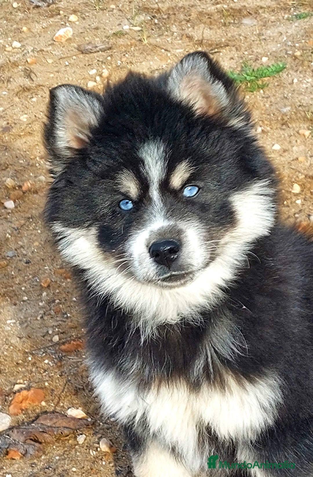 Pomsky perros en venta: Cachorros pomsky - Anuncio 1