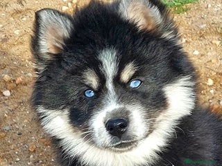 Pomsky perros Cachorros pomsky - Anuncio 1