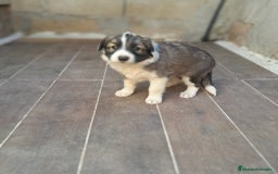 Border Collie perros en venta: BORDER COLLIE SABLE - Imagen 10
