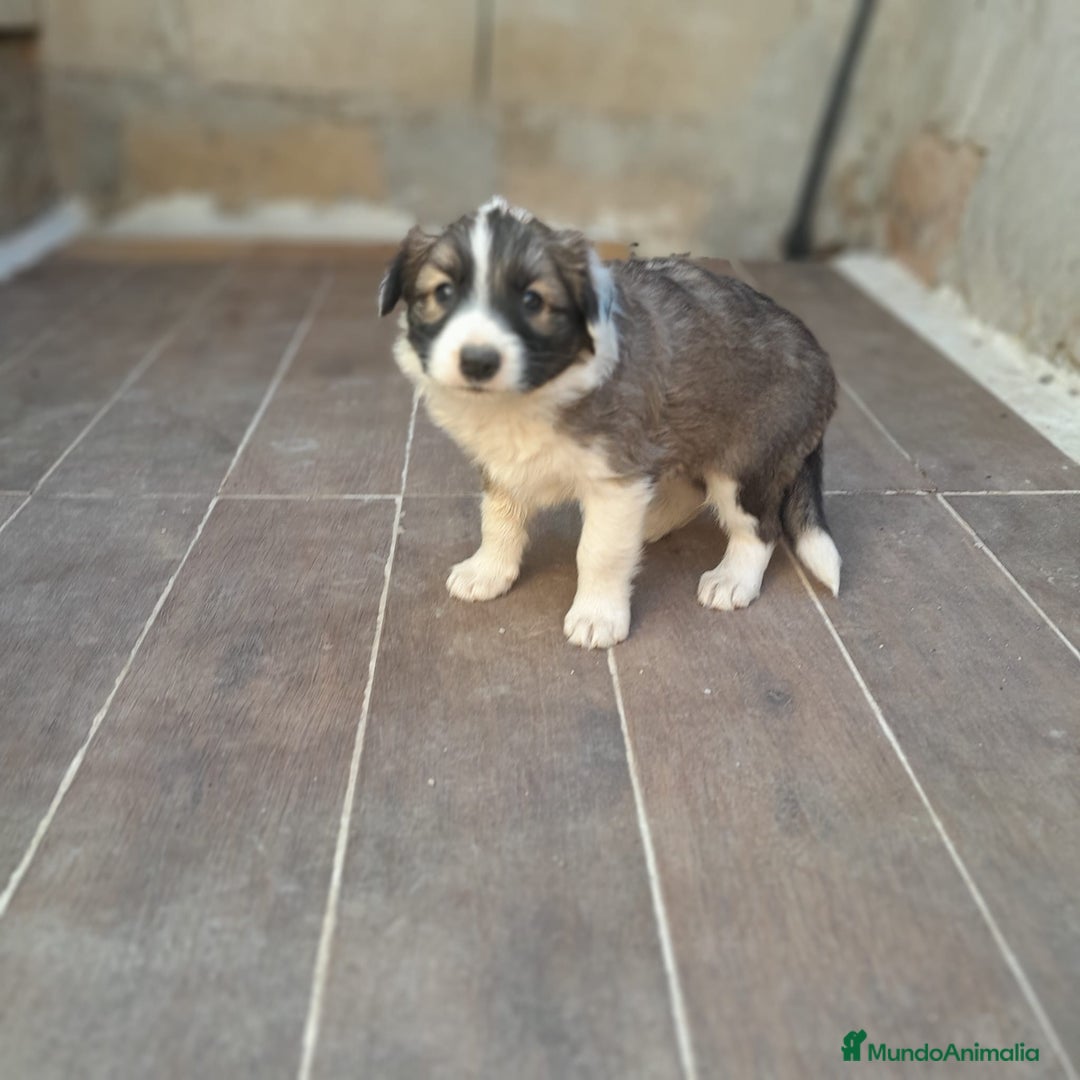 Border Collie perros en venta: BORDER COLLIE SABLE - Imagen 10