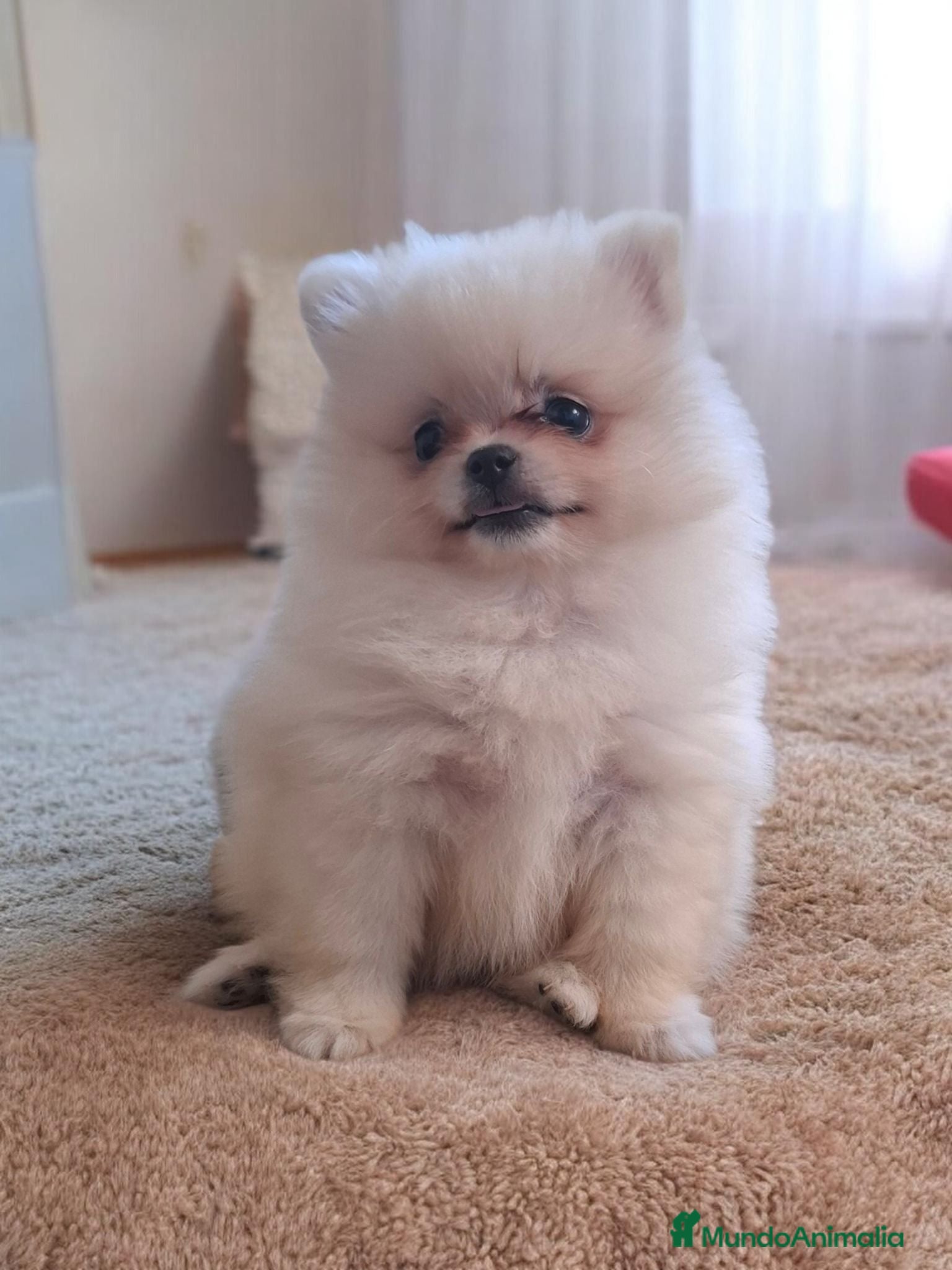 Pomerania perros POMERANIA - Anuncio 1