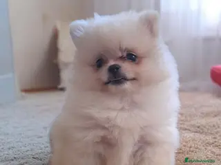 Pomerania perros POMERANIA - Anuncio 1