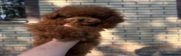 Caniche Toy perros para monta: Macho caniche para montas - Anuncio 2