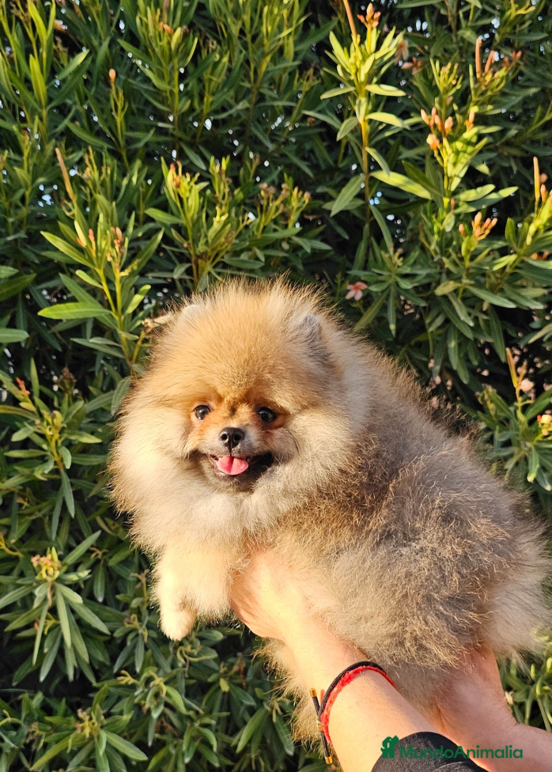 Pomerania perros MACHITO POMERANIA PRECIOSO - Anuncio 31
