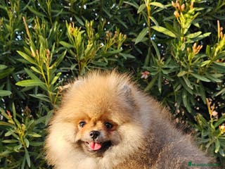 Pomerania perros MACHITO POMERANIA PRECIOSO - Anuncio 38