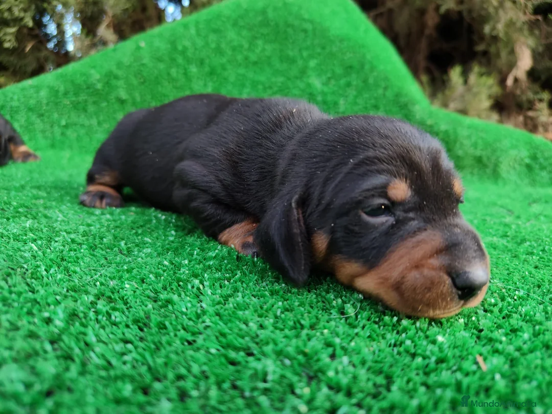 Teckel Miniatura perros en venta: Teckel kanichen negro fuego Macho  - Anuncio 2