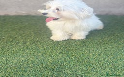 Bichón Maltés perros en venta: Bichon maltes - Imagen 2