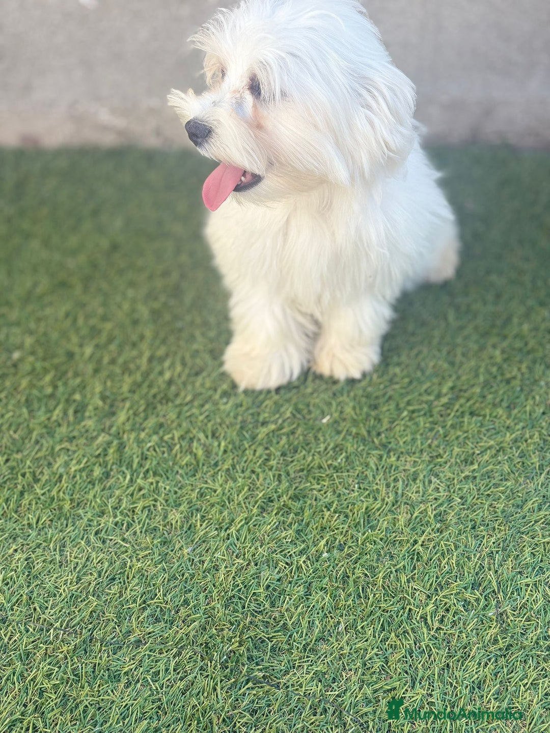 Bichón Maltés perros en venta: Bichon maltes - Imagen 2