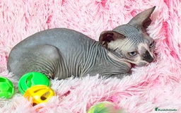 Sphynx gatos en venta: Gatita blue/bicolor - Imagen 1