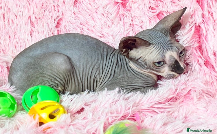 Sphynx gatos - Propaganda 2
