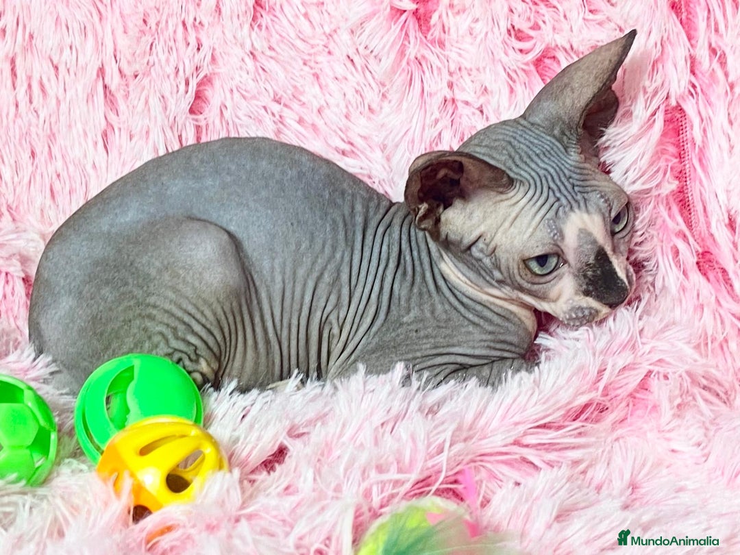 Sphynx gatos en venta: Gatita blue/bicolor - Imagen 1