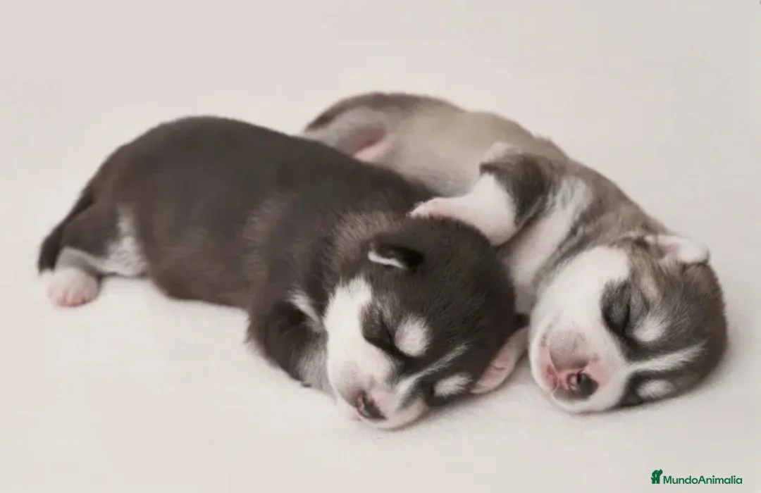Husky Siberiano perros en venta: ‼️‼️husky siberianos importados de rusia - Anuncio 3