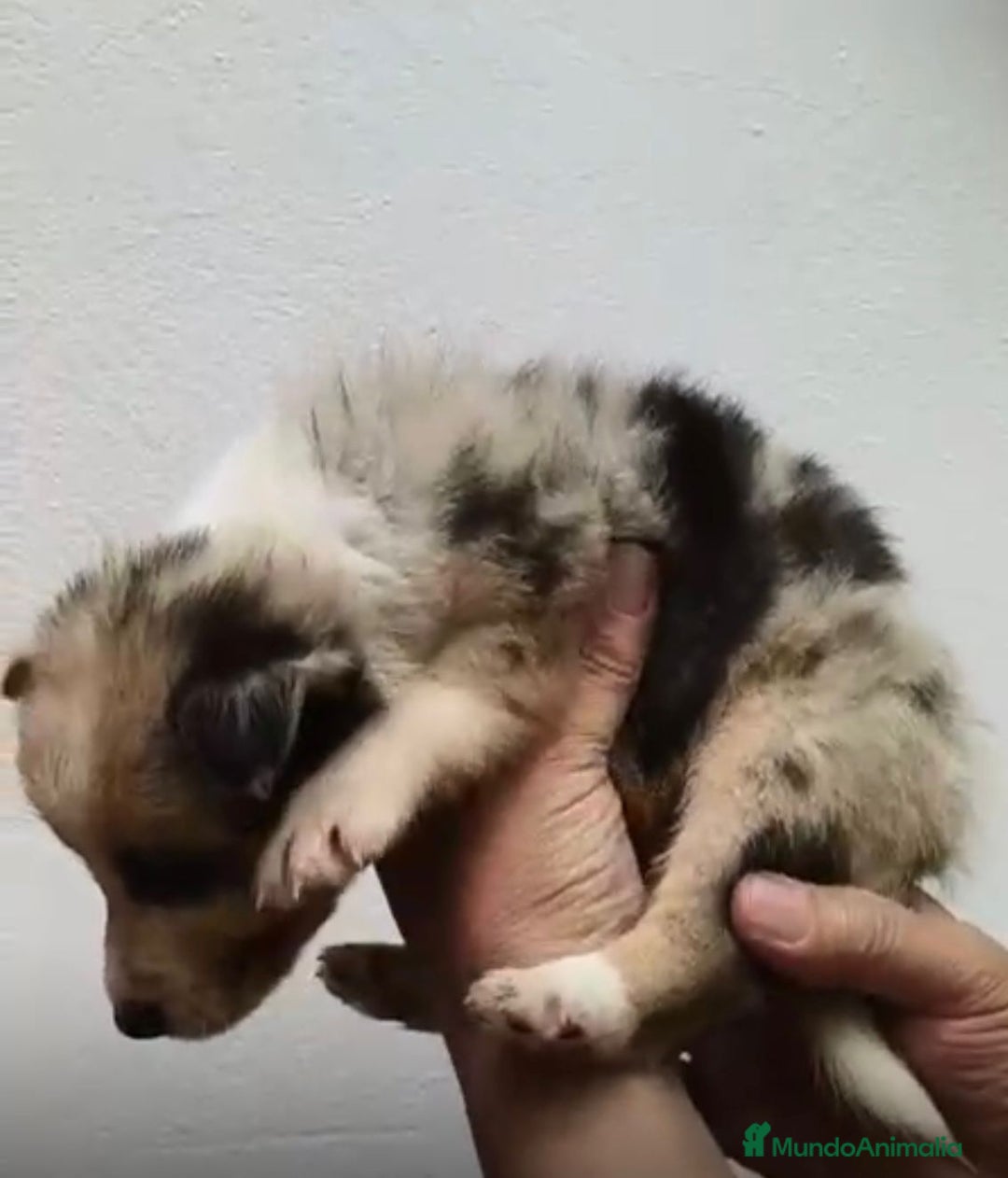 Border Collie perros en venta: BORDER COLLIE NUEVA CAMADA  - Imagen 6