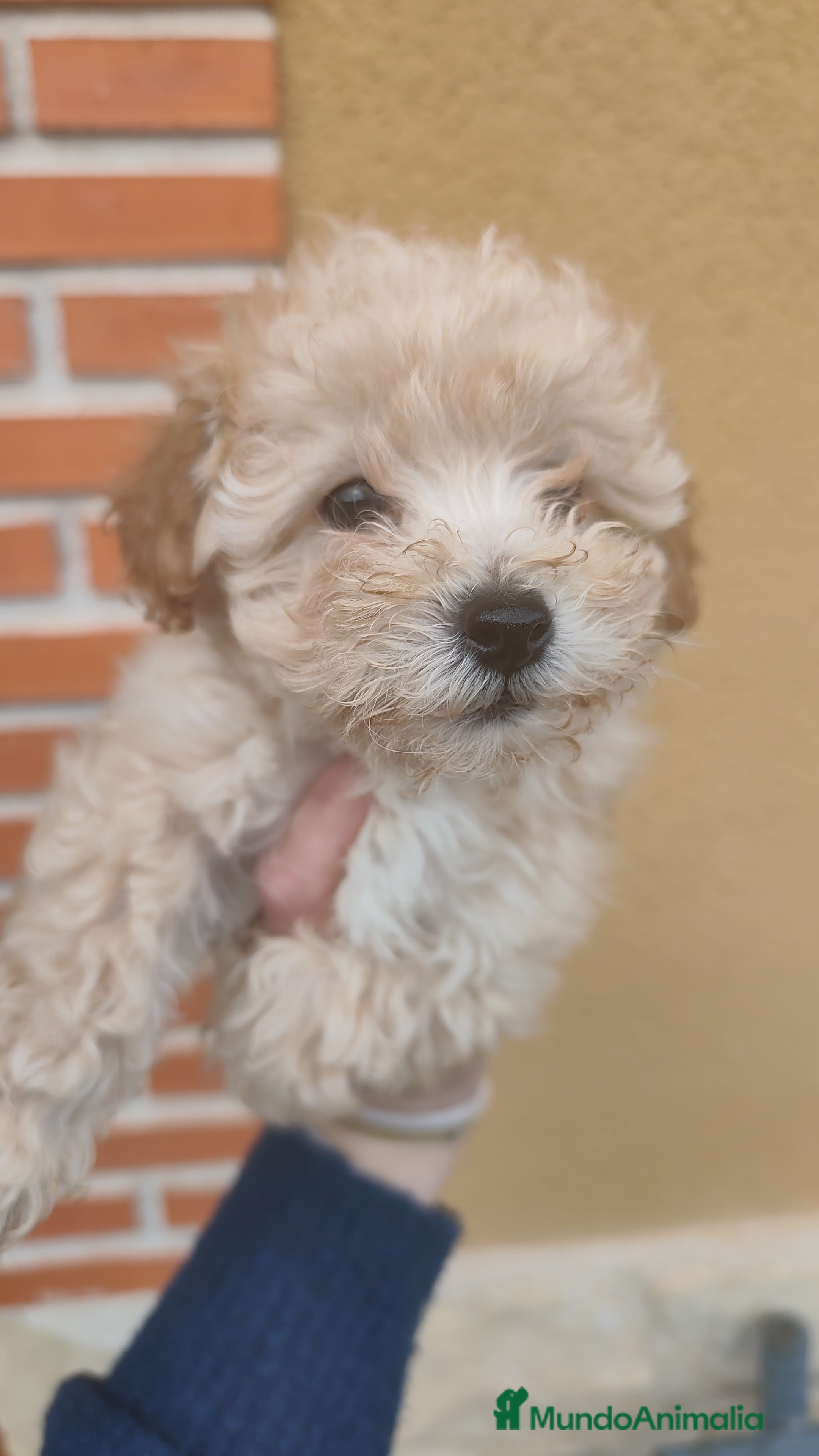 Caniche Toy perros Machos apricot 💛 - Anuncio 2