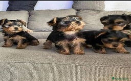 Yorkshire Terrier perros en venta: Dulce bebé de Yorkshire Toy - Imagen 1