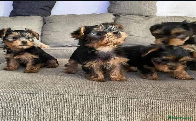 Yorkshire Terrier perros - Anuncio 1