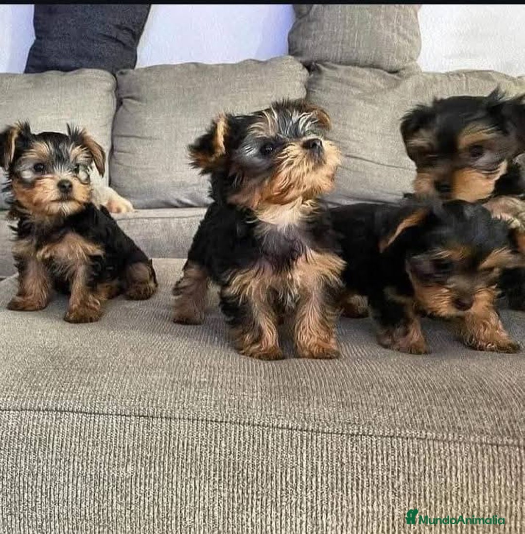Yorkshire Terrier perros en venta: Dulce bebé de Yorkshire Toy - Imagen 1