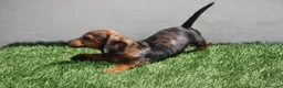 Teckel Miniatura perros en venta: Teckel Miniatura  - Anuncio 11