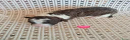 Perro de Agua Español perros en venta: Bicolores en Madrid - Anuncio 3