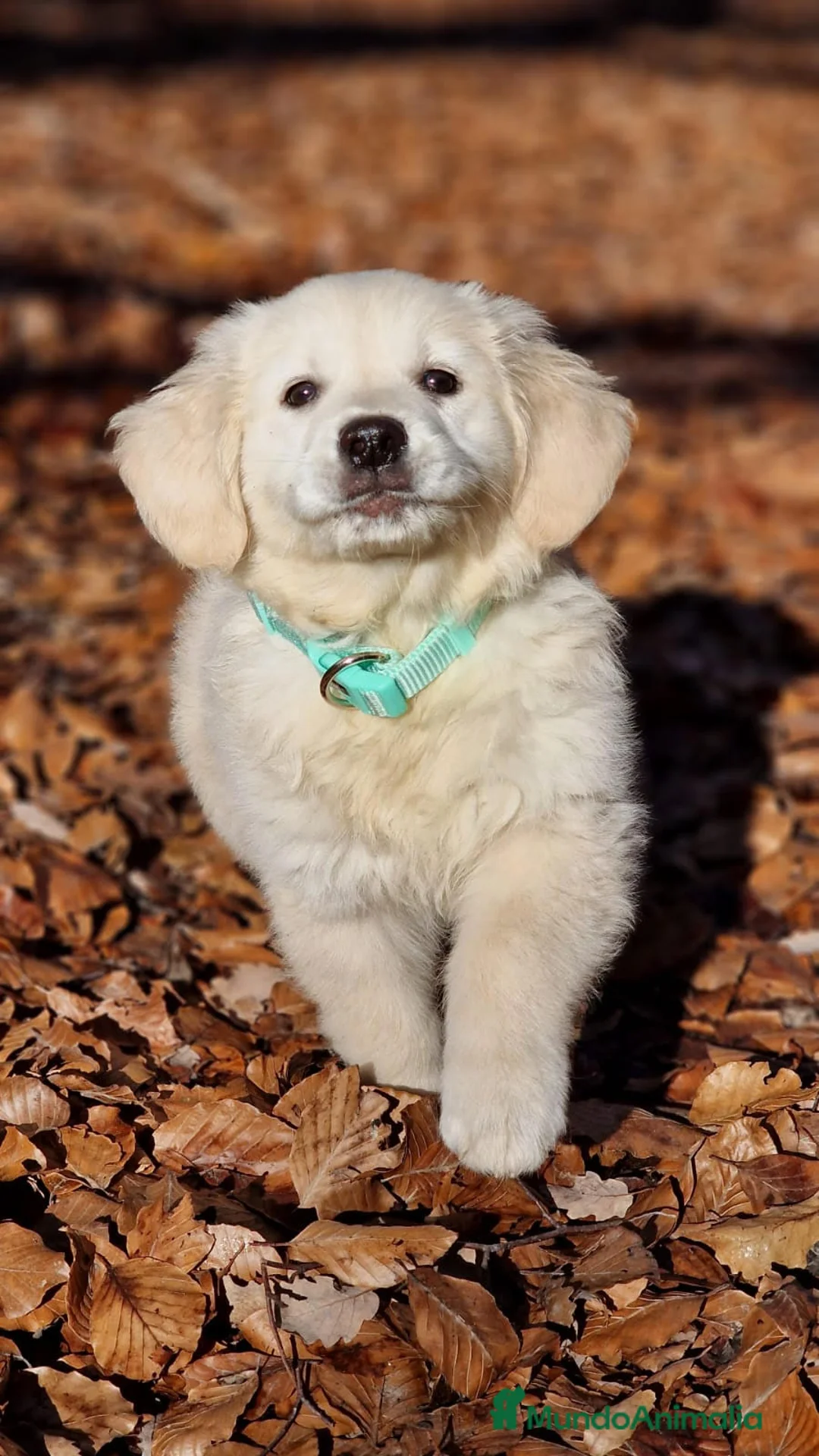 Imagen de galería {{count}}