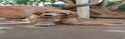 Caniche Gigante perros en venta: Caniche gigante - Anuncio 5