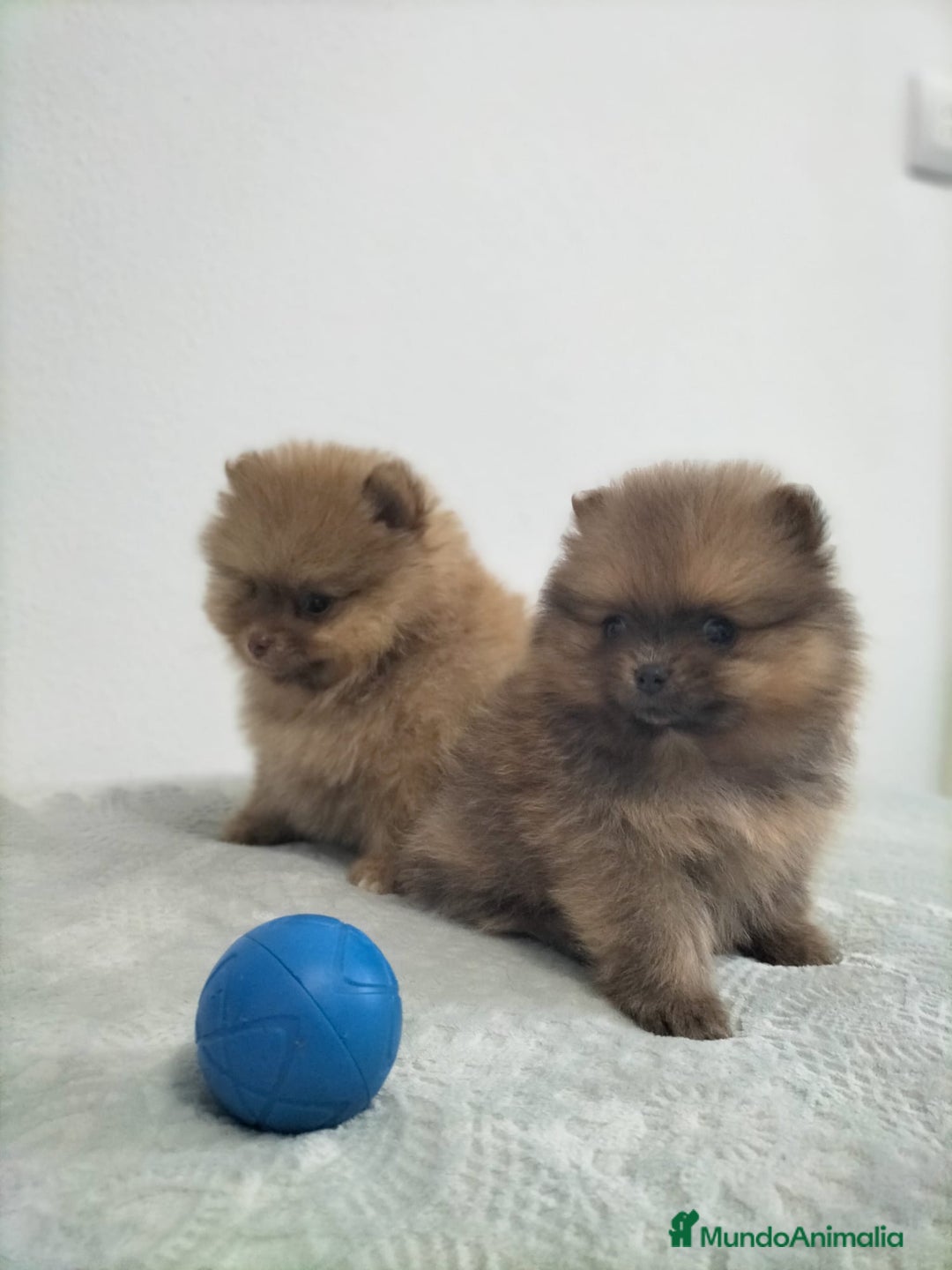 Pomerania perros en venta: Lulu pomerania  - Anuncio 8